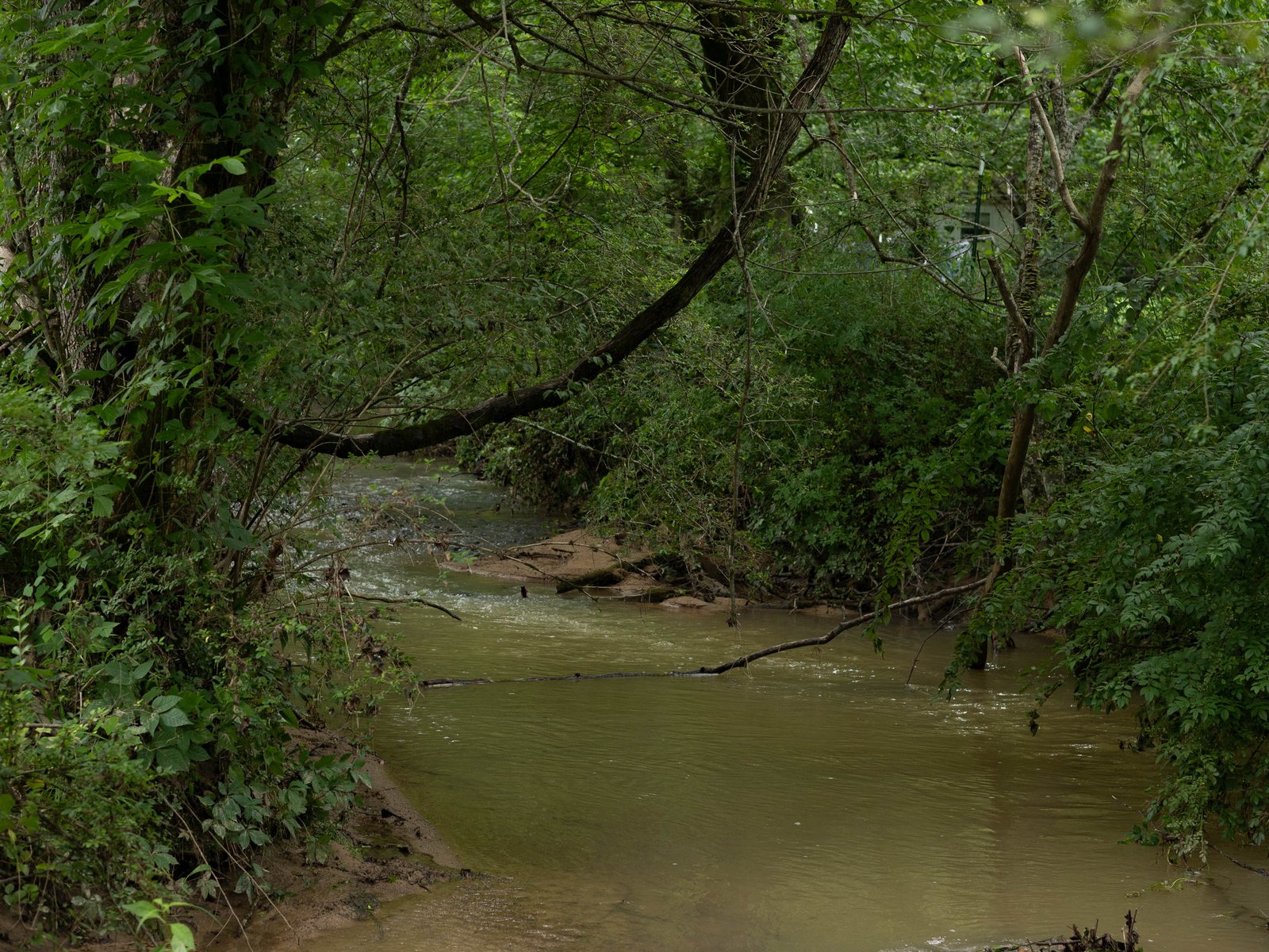 The creek winding through the woods